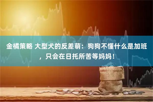 金橘策略 大型犬的反差萌：狗狗不懂什么是加班，只会在日托所苦等妈妈！